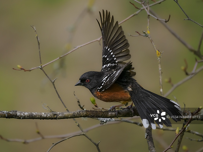 俄勒冈州野生斑点唐基鸟起飞图片素材