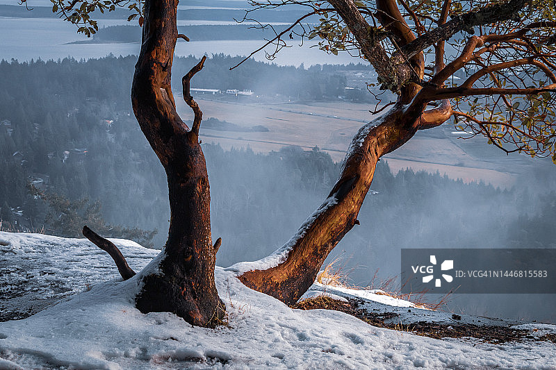 雪山上的草莓树图片素材