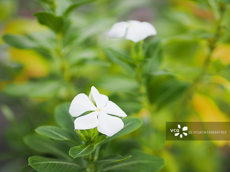 白色长春花图片素材