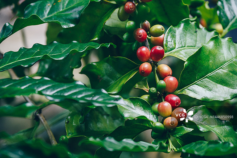 阿拉比卡咖啡树在咖啡种植园中生长图片素材