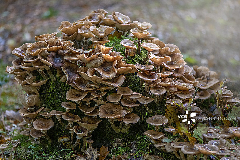 特写舞茸生长在腐烂的树桩上图片素材