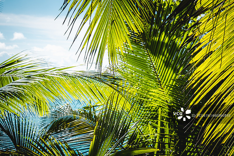 阳光下的热带棕榈树与热带森林图片素材