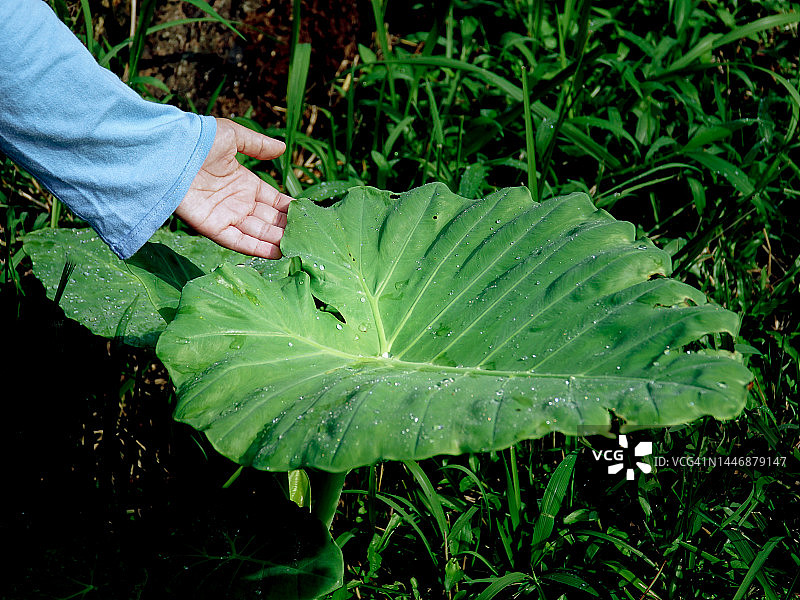 用手触摸芋头叶，记录环境健康图片素材