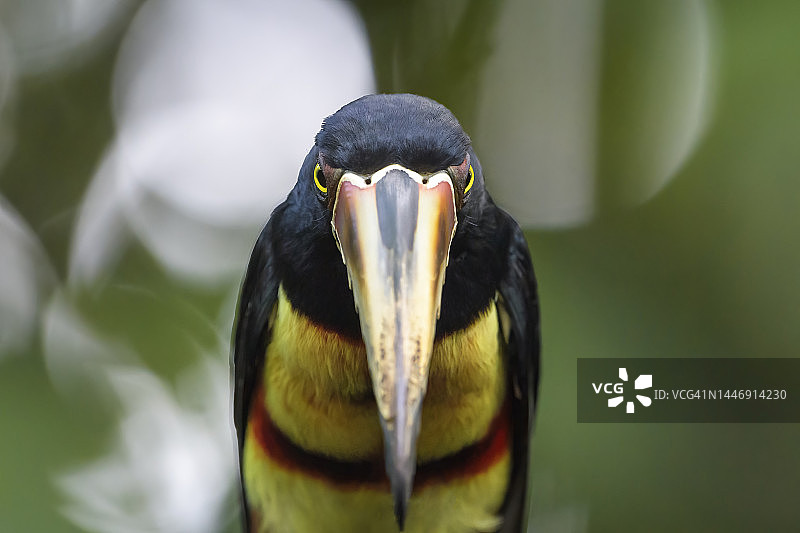 领簇舌巨嘴鸟图片素材