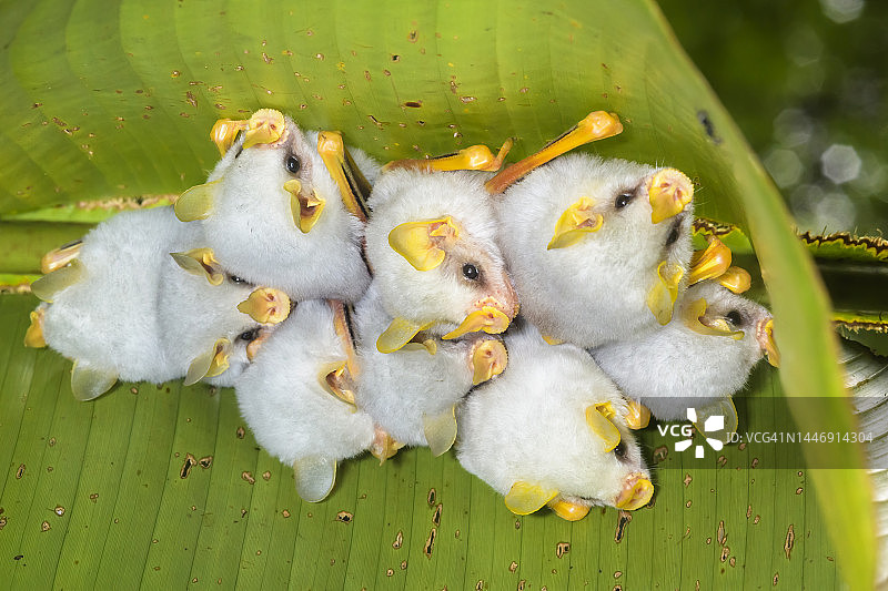 洪都拉斯白蝙蝠图片素材