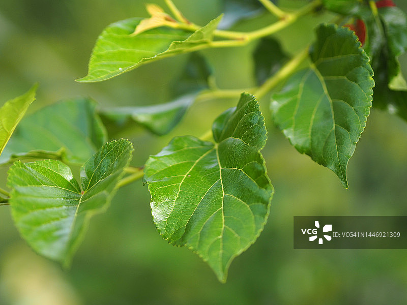 花园中树上盛开的绿叶桑葚果，模糊的自然背景图片素材