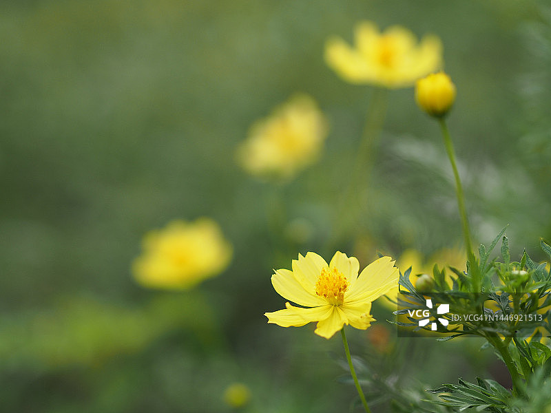 黄色的花朵，硫磺宇宙，墨西哥紫菀花盛开美丽的春天在花园，模糊的自然背景图片素材