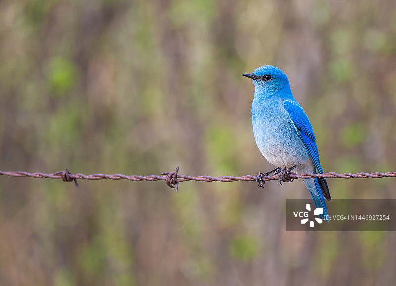 栖息在铁丝网上的雄性蓝知更鸟图片素材