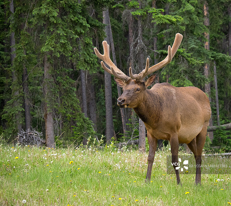 长着天鹅绒般角茸的雄麋，加拿大艾伯塔省贾斯珀图片素材