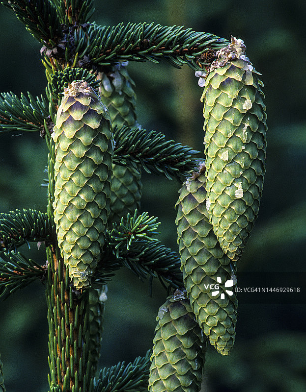 挪威云杉的球果和针叶图片素材