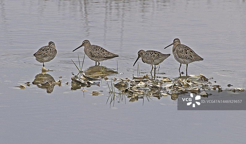矶鹬与倒影图片素材