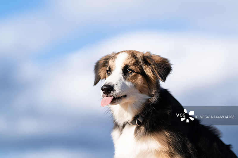 吐舌头的边境牧羊犬幼犬肖像图片素材