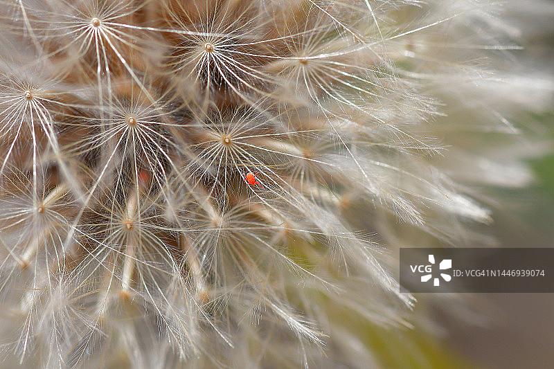 蒲公英花中的红色小昆虫图片素材