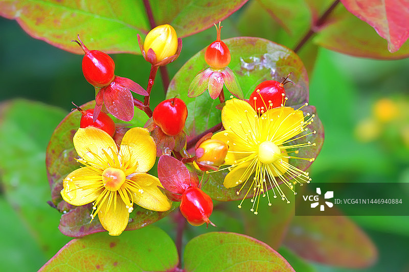 贯叶连翘花与花蕾图片素材