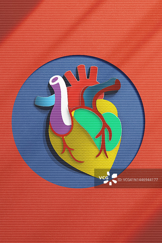 彩色纸制成的解剖心脏图片素材