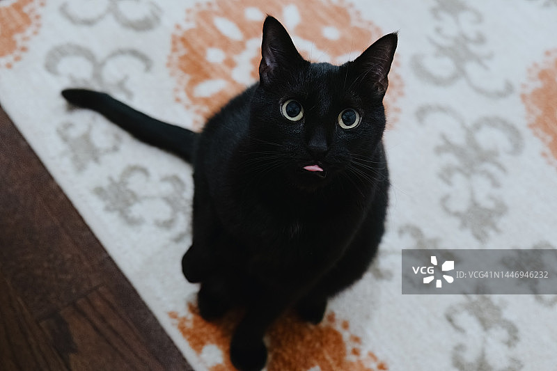 黑猫看向镜头，吐着舌尖图片素材