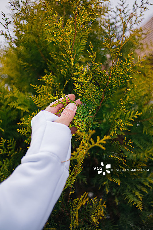 特写：手触碰崖柏树枝图片素材