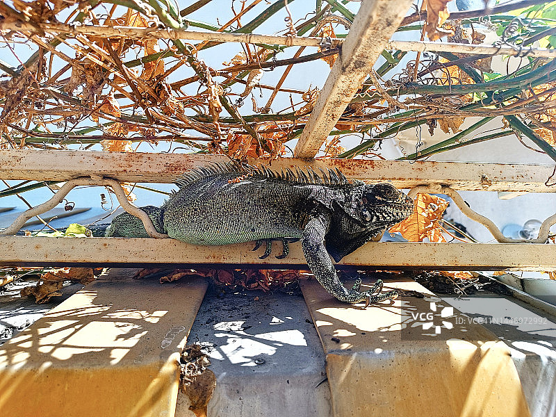 屋顶上的鬣蜥图片素材