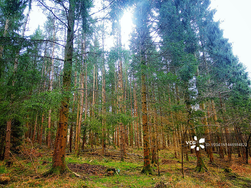 迪恩森林，威尔士图片素材