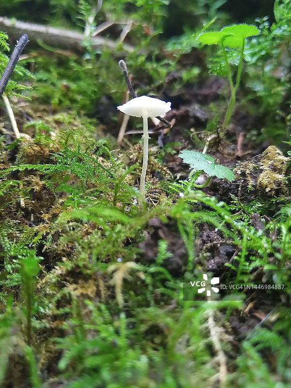 森林灌木丛中的白色蘑菇图片素材
