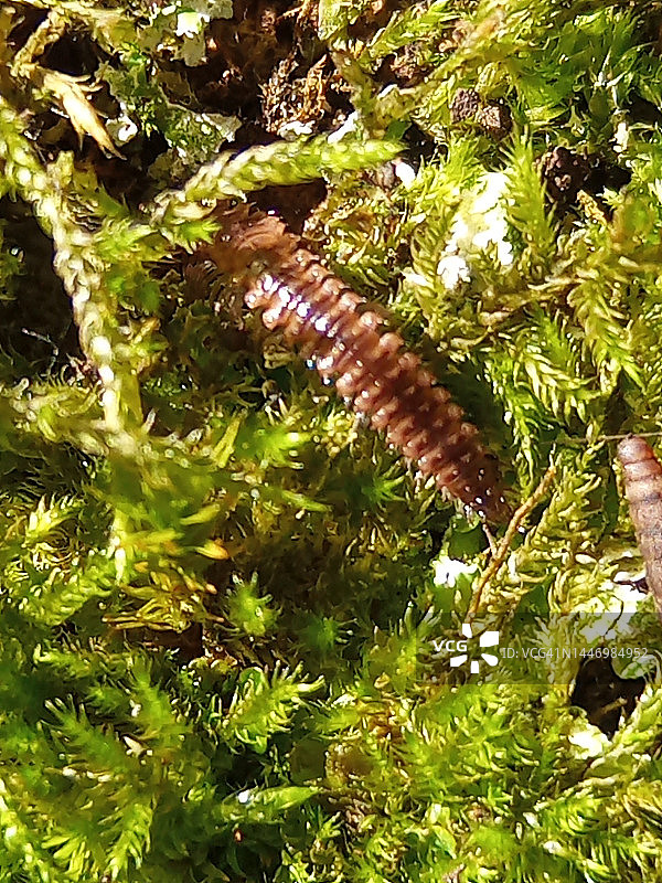 森林中的微观野生动物特写：多节 Nanogona polydesmoides图片素材