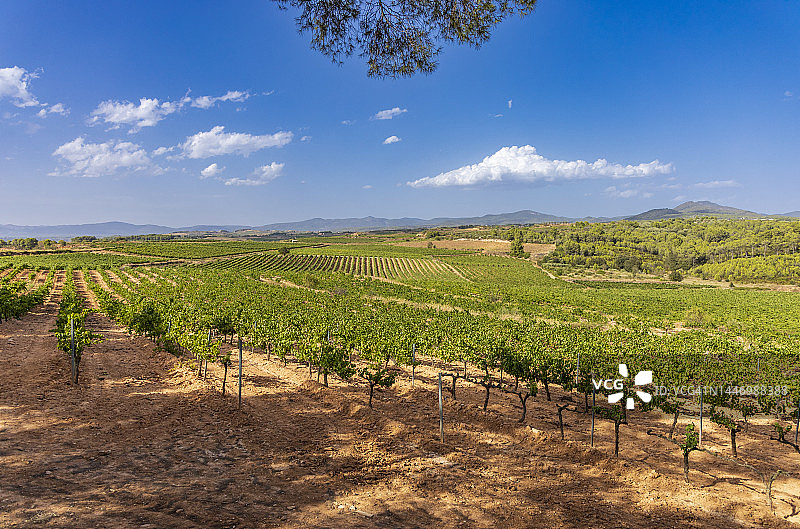 葡萄园图片素材