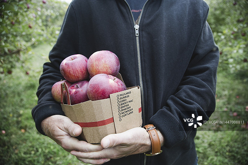 在果园里采摘苹果图片素材