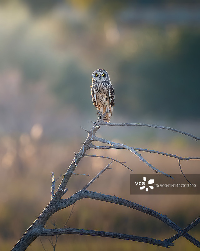 短耳鸮栖息枝头，野生动物摄影图片素材