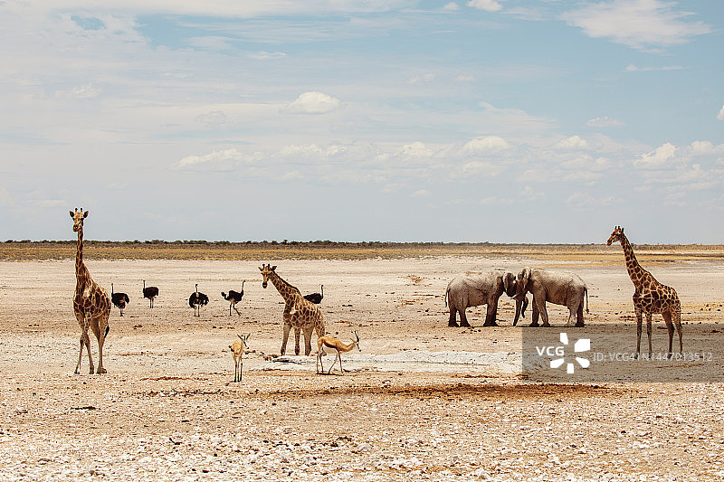 埃托沙国家公园水塘边的动物图片素材