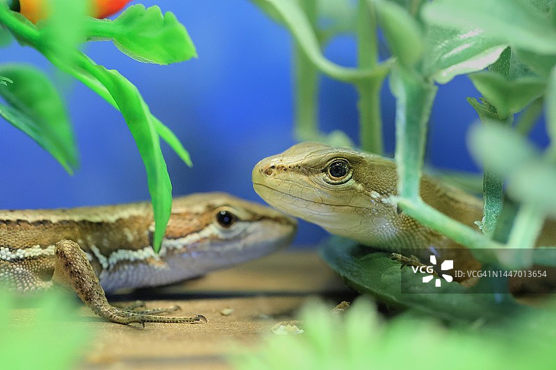 看向镜头的日本草蜥蜴图片素材