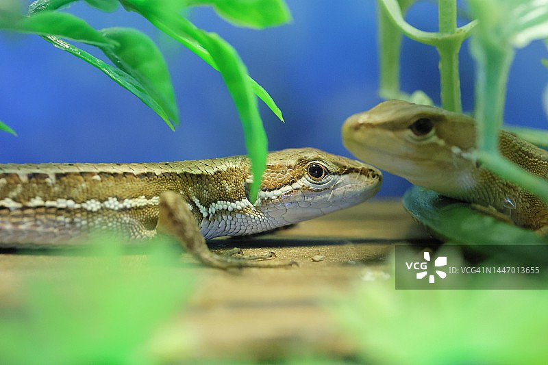 看向镜头的日本草蜥蜴图片素材