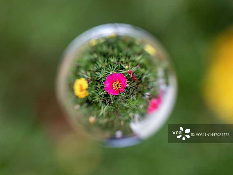 聚焦马齿苋图片素材