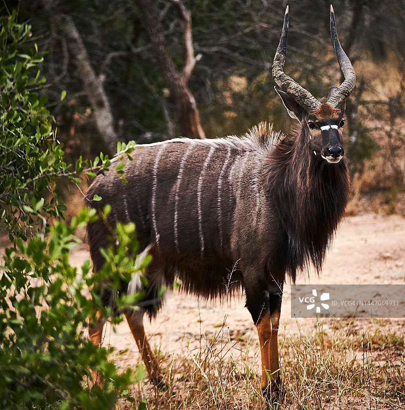 非洲克鲁格国家公园附近的非洲大羚羊图片素材