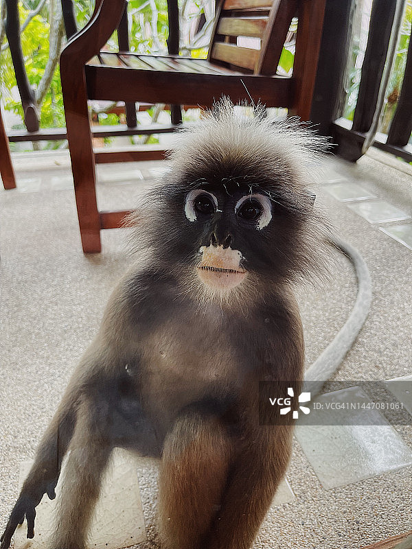 酒店阳台上的好奇猴子图片素材