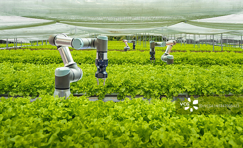 智慧农场与自动机器人机械臂蔬菜采摘图片素材