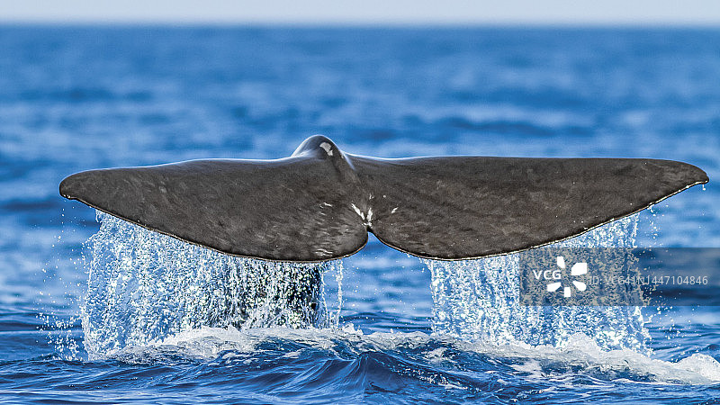 抹香鲸图片素材