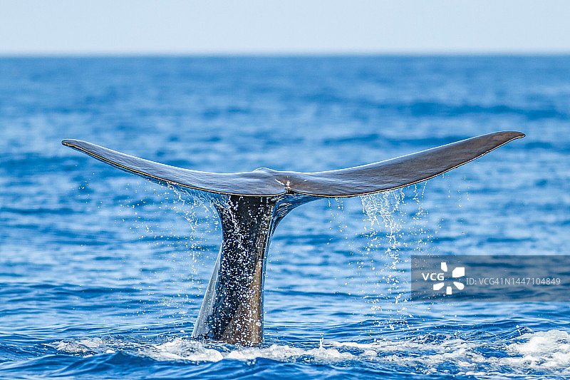 抹香鲸图片素材