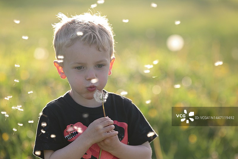 吹蒲公英种子的男孩图片素材