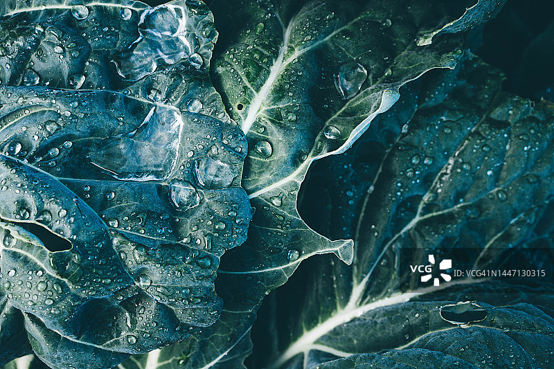 菜园里生长的花椰菜图片素材