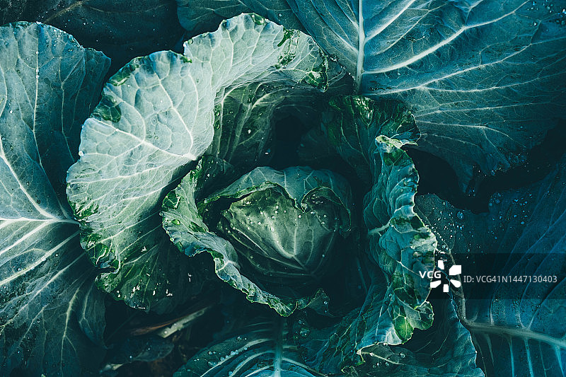 菜园里生长的花椰菜图片素材