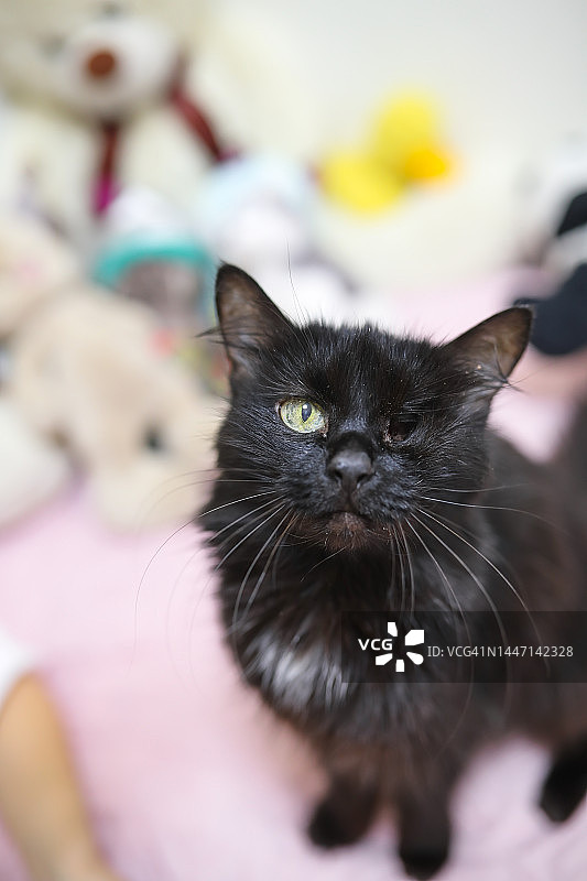 独眼黑猫在家中坐着图片素材