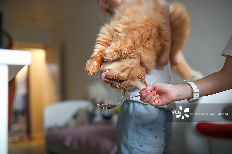 欺负猫并把它当玩具玩耍，有耐心的宠物，儿童的家养动物和宠物，孩子们喂猫图片素材