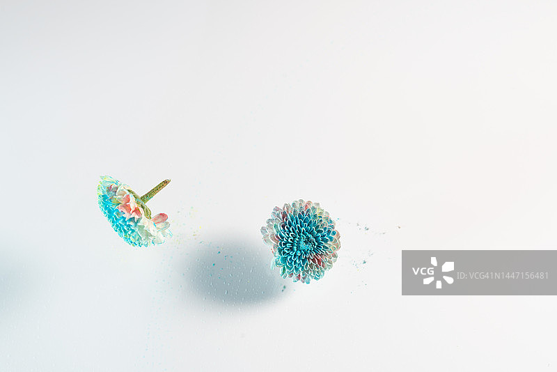 白色背景中空中飞舞的雏菊图片素材