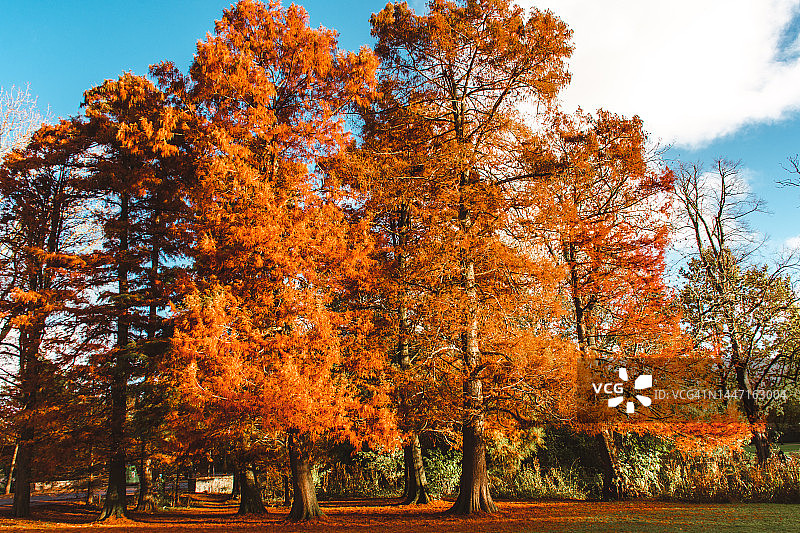 秋季的冯德尔公园图片素材