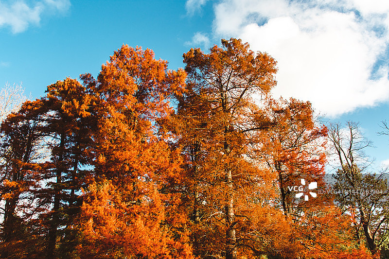 秋季的冯德尔公园图片素材