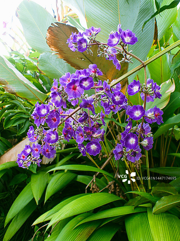 银叶公主花图片素材