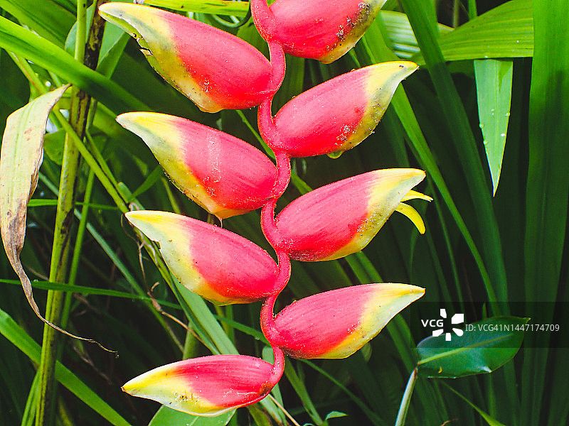 悬挂的蝎尾蕉图片素材