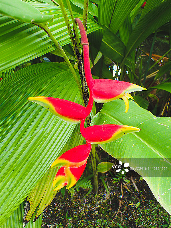 悬挂的蝎尾蕉图片素材