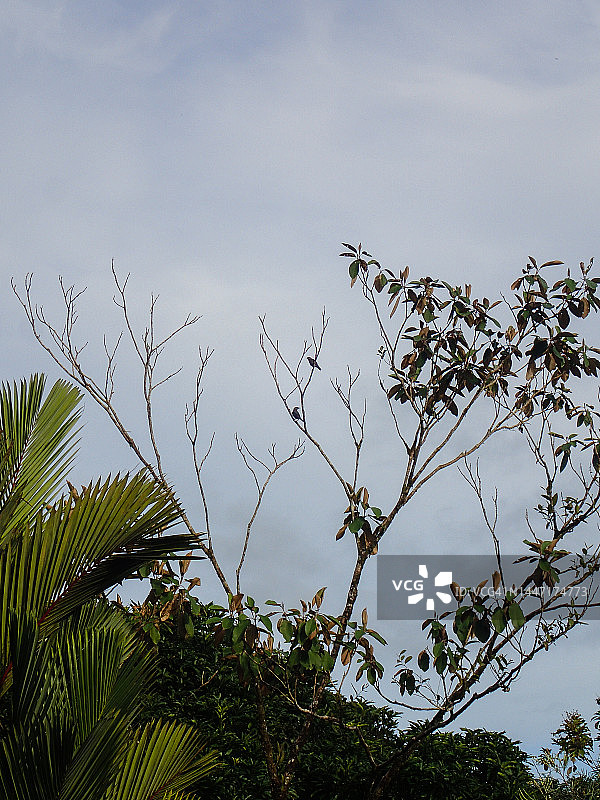 哥斯达黎加阿雷纳火山国家公园，树枝上的一对鸟图片素材