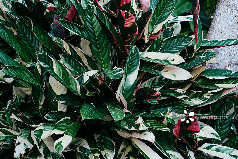 葱郁的绿色、白色和红色植物图片素材